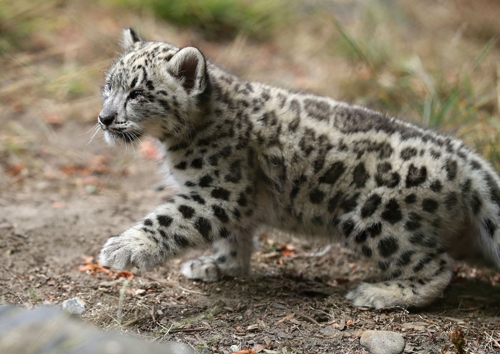 4. Snow Leopard